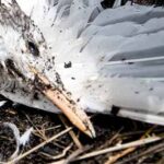 Louisiana Environmental Action Network (LEAN)