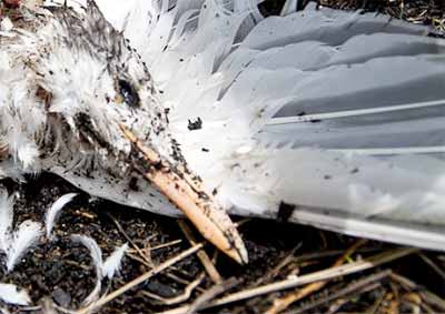 Louisiana Environmental Action Network (LEAN)