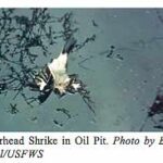 Wildlife Mortality Risk in Oil Field Waste Pits.  U.S. Fish and Wildlife Service.