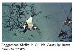Wildlife Mortality Risk in Oil Field Waste Pits.  U.S. Fish and Wildlife Service.