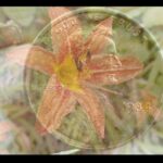 Perseverance: Deeper Listening | July 2026