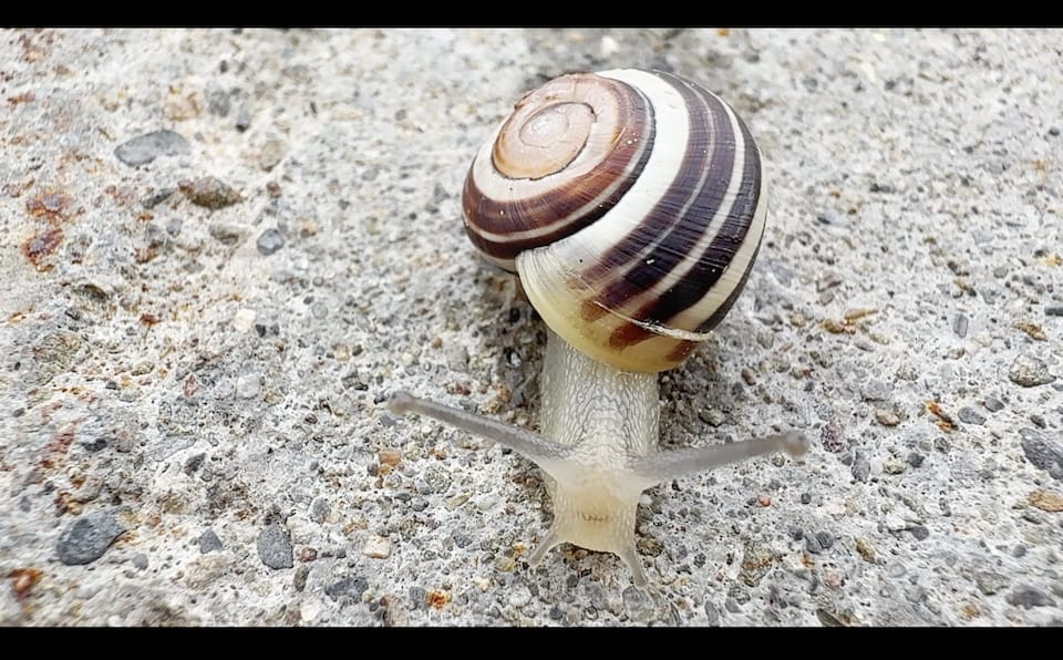 Snail, screenshot