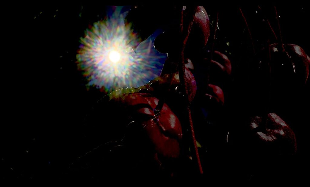 Blessing of the Animals. Sep 2026. Screen Capture.