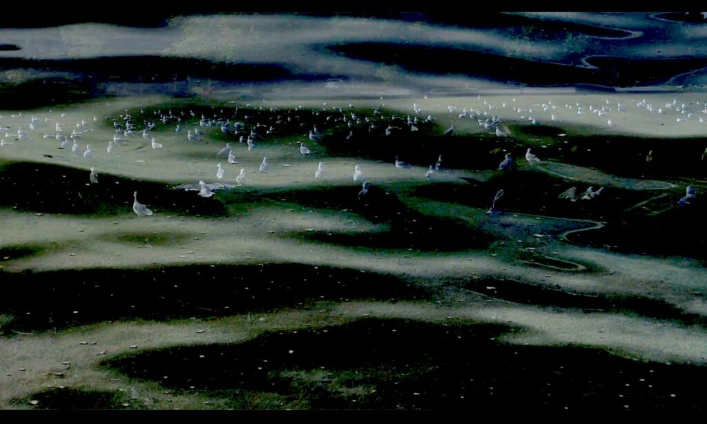 Blessing of the Animals. Sep 2026. Screen Capture.